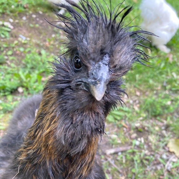 Meet your Posher - Picture 1 of 1